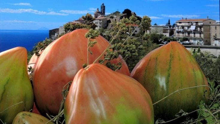 Dal pomodoro gigante alla ‘nduja di tonno, lungo la costa calabrese che è uno scrigno di sapori