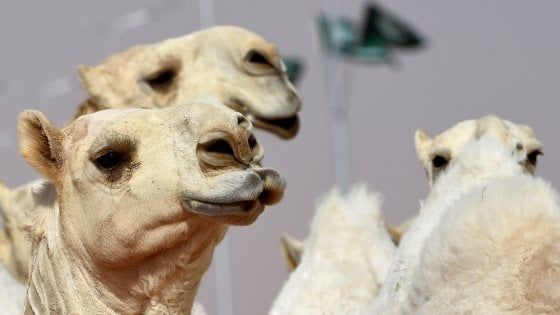 Concorso di bellezza per cammelli: 12 concorrenti squalificati per uso di botox