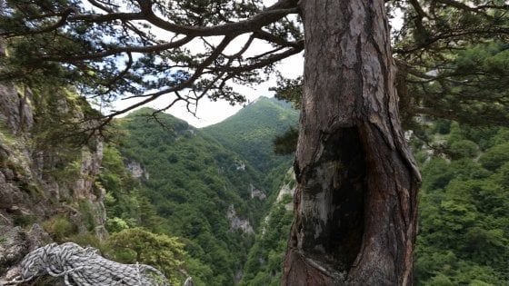 Quel pino nero di 900 anni esiste davvero. "Sopravvissuto perché nascosto in un burrone"