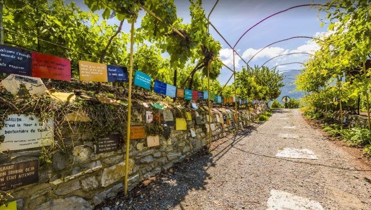 Nei vigneti piccoli c'è (forse) il vino buono