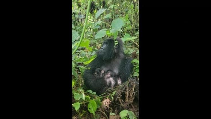 Nascono due gemelli di gorilla, il Parco Virunga festeggia: "Rischiano l'estinzione"