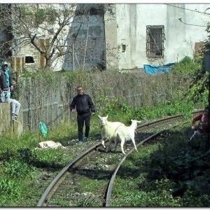 Circum, capre sui binari<br />protestano i macchinisti