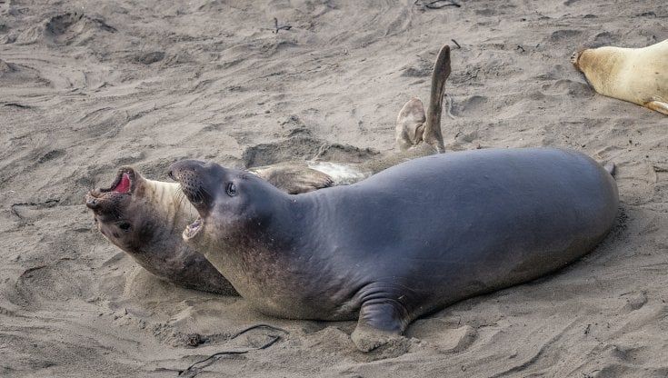 Lo straordinario gps dell'elefante marino: così le femmine tornano a casa per partorire