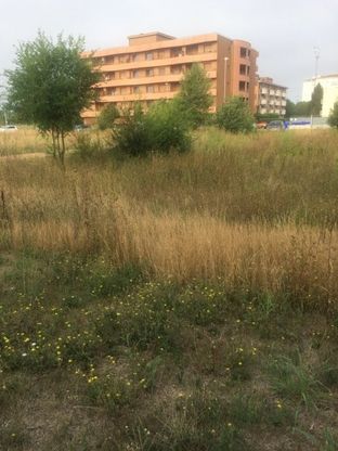 Parma, lettera dal Cinghio: "Erbacce ad altezza d'uomo. Nessuno interviene" - Foto 