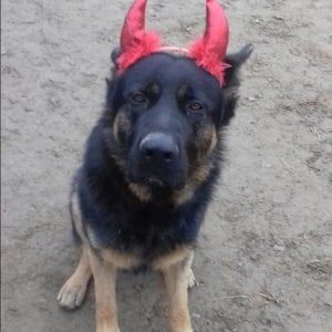 Brescia: trovato massacrato a bastonate Kuma, il cane mascotte dei bambini