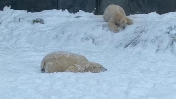 Ungheria al gelo: gli orsi polari si rotolano nella neve