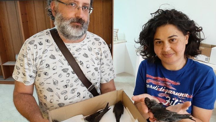 Ragusa, il caldo e la strage dei rondoni. Appello dei volontari: "Chiediamo collaborazione perché da soli è difficile"