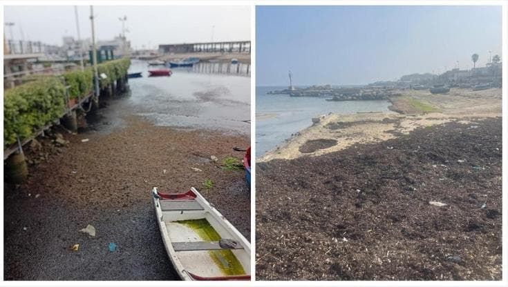 Bari, alghe e rifiuti sul lungomare dopo le mareggiate. I volontari: “Puliamo per amore della città”