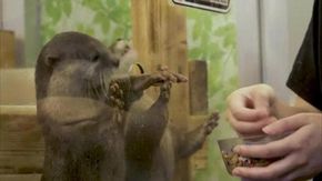 Giappone: "Animal cafè" sotto osservazione per il rischio sicurezza e igiene