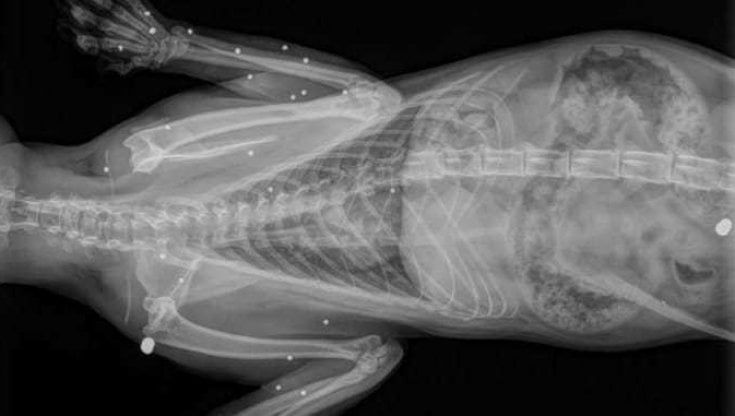 Salento, gattini appena nati uccisi con fucili a piombini: "Una strage agghiacciante"