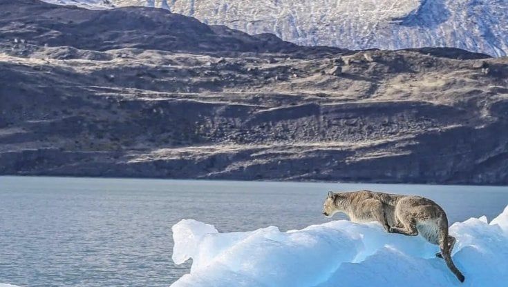 Meraviglia in Argentina: c'è un puma sull'iceberg
