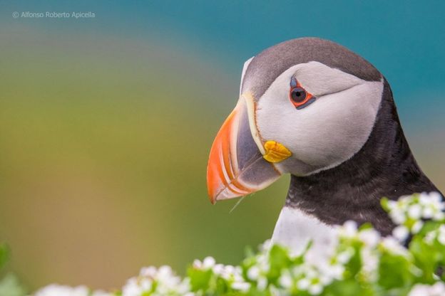 Trionfo di colori nella mostra dei fotografi naturalisti a Napoli