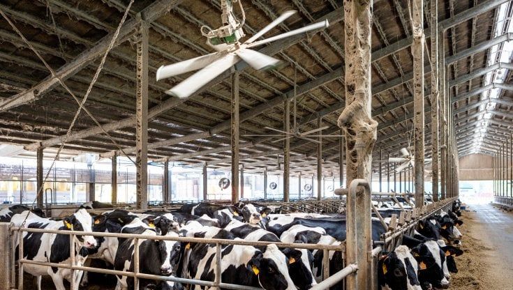 Lodi, in crisi per l'afa i bovini nelle stalle:  “Ventole e nebulizzatori per i nostri animali"