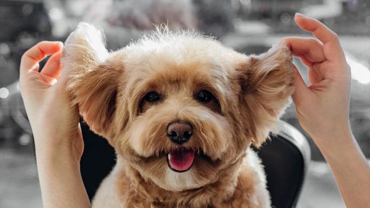 Crescono i costi per “l’animale-figlio”. Spese pazze per cani e gatti