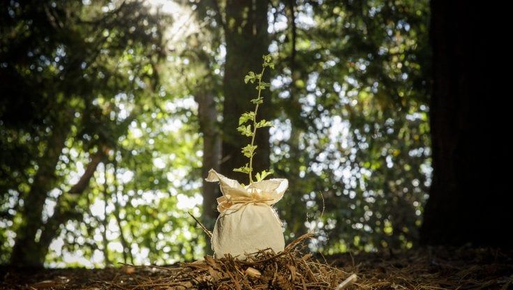L'azienda che trasforma le salme in compost. Per dare una mano alla Terra