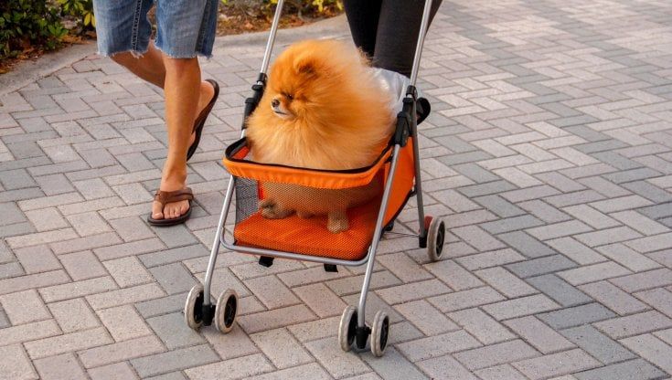 L'amore (contraddittorio) per gli animali