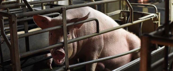 Viaggio in un allevamento emiliano di suini: McArthur fotografa cosa c'è dietro la carne che consumiamo (foto)
