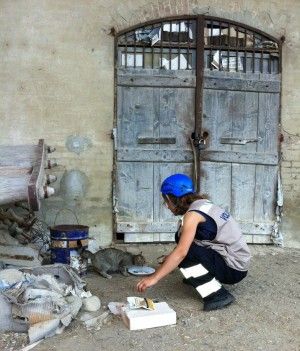 Finiti sotto le macerie, spaventati, feriti<br />Sisma, l'Enpa ha salvato 130 animali