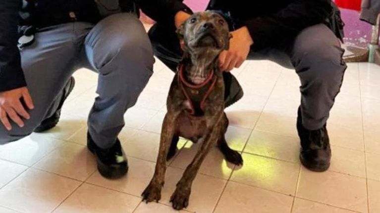 Cane salvato in extremis ad Alessandria: legato in casa a un termosifone e tenuto senza acqua e cibo