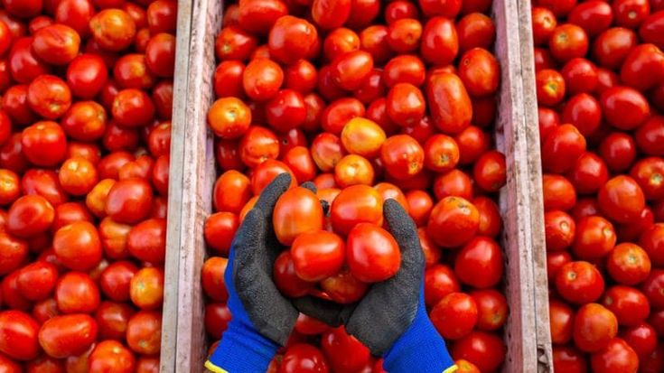 Pomodoro da industria, campagna lunga e complessa a causa del clima e degli alti costi di produzione