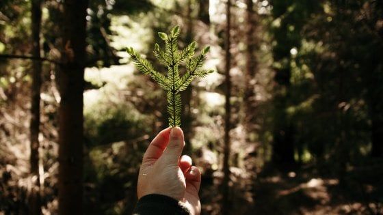 A misura d'ambiente: cosa può fare una foresta per te 