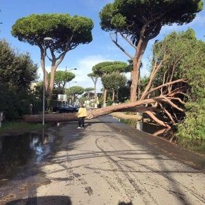 Vento a 100 km, danni in Maremma