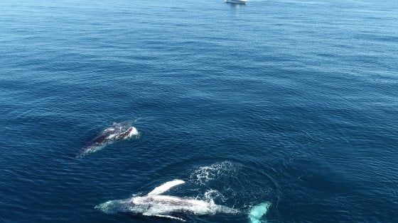 Australia, seconda donna colpita da una megattera. Intrappolata tra la balena e il cucciolo, 30enne si rompe le costole