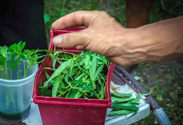 Cannabis terapeutica, raccolte 80.000 firme<br />Appello di due malati: "Liberalizzatela"