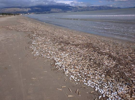 Manfredonia, la strage dei 'cannolicchi' sulla spiaggia