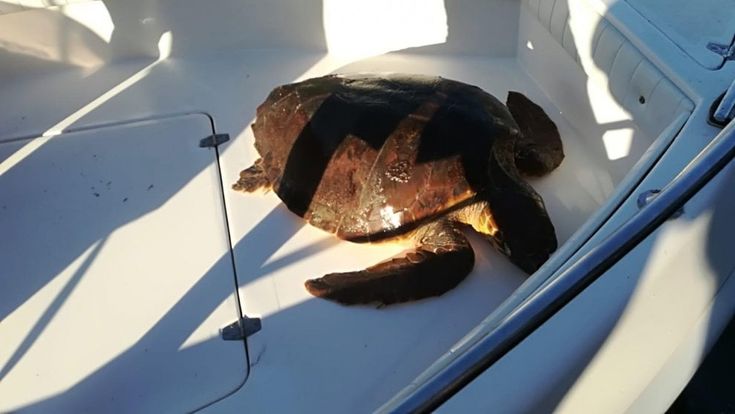  Da Ischia a Napoli in aliscafo, salvata la tartaruga Celestina: presto tornerà libera
