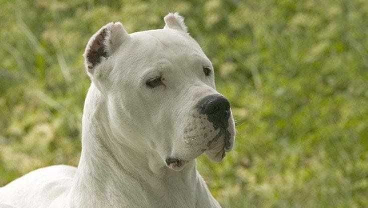 Agrigento: condannato all’ergastolo per l’omicidio della moglie, ora è accusato della morte del cane
