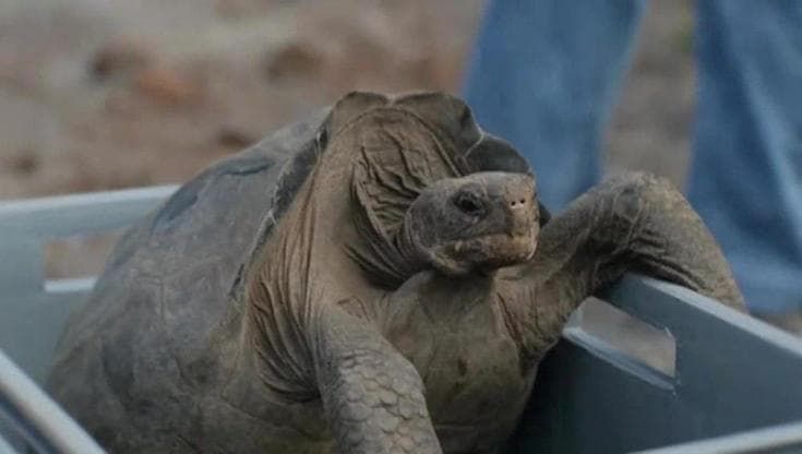 Galapagos, il ritorno delle tartarughe giganti