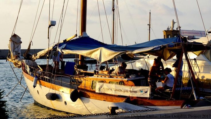 In barca sul Jean Gab, cercando delfini e capodogli nel mare di Ischia 