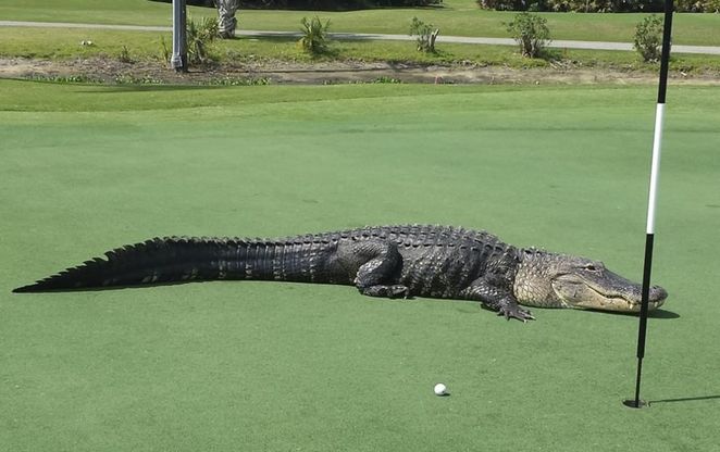 Florida, tra le buche del campo da golf spunta l'alligatore