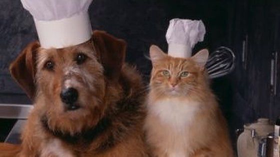Cibi e accessori per animali, un mercato che cresce