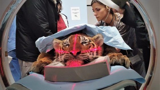 La tigre ha problemi di masticazione: curata all'università di Parma