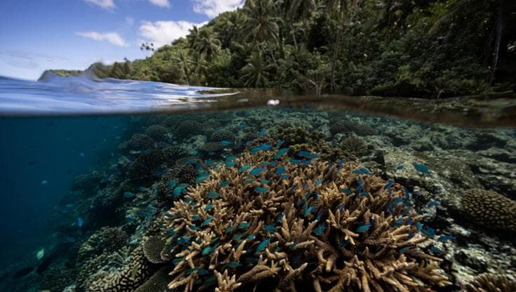 La resilienza dei coralli: 166 mila chilometri quadrati a prova di climate change
