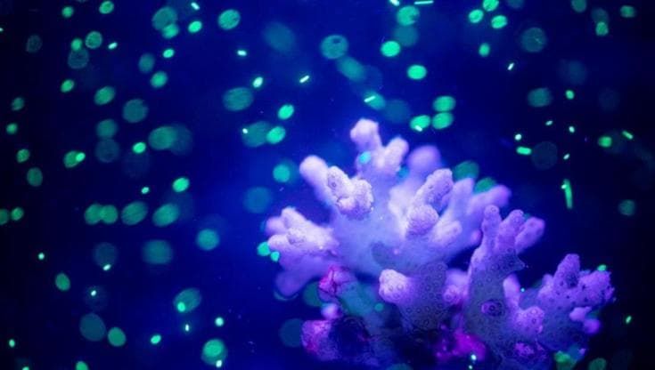 Le microplastiche possono influire sulla salute degli oceani