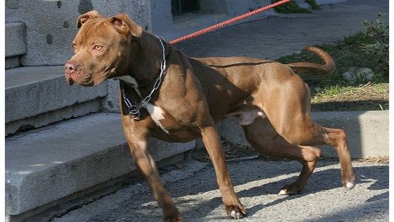 Un patentino per i padroni di rottweiler, pitbull e razze speciali: a Milano i corsi per gestire gli animali in sicurezza