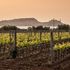 Il respiro del vino nelle piccole isole d’Italia