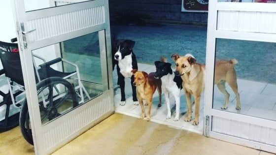 Brasile, il senzatetto viene ricoverato e i suoi cani lo aspettano per ore fuori dall'ospedale