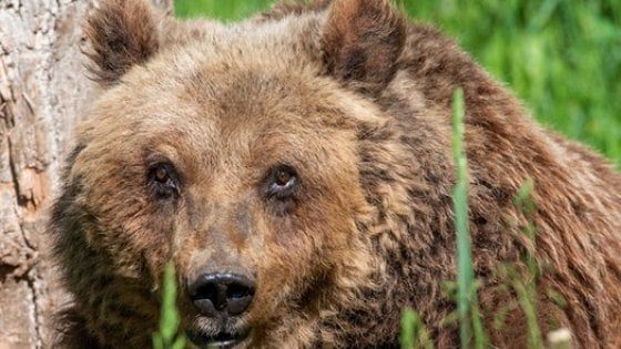 Parco Nazionale d'Abruzzo, è morta l'orsa Yoga: aveva 30 anni