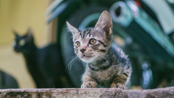 Dubai, la denuncia degli animalisti: "Strage di gatti e cani randagi. Il Comune vuole ripulire la città per l'Expo"