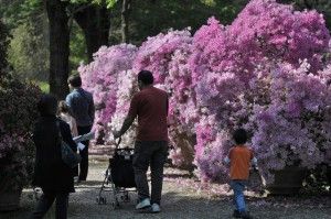 L'Orto Botanico chiude al pubblico<br />per lavori urgenti alle piante