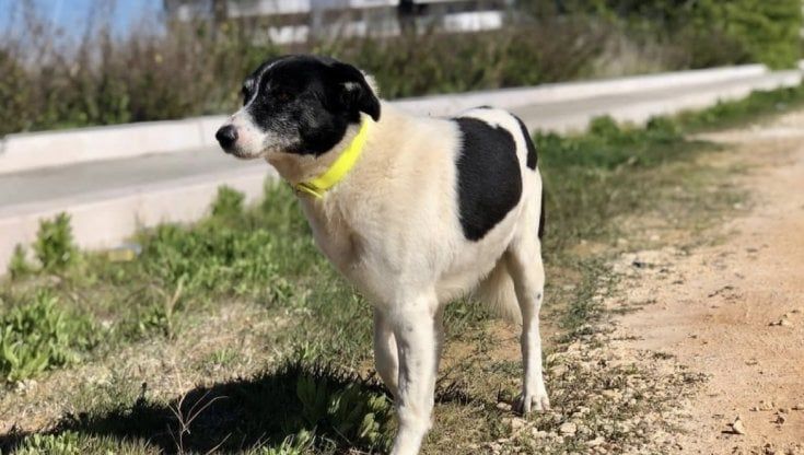 Sant'Anna piange Willy, il cane del quartiere: "Era un vero amico per tantissimi residenti"