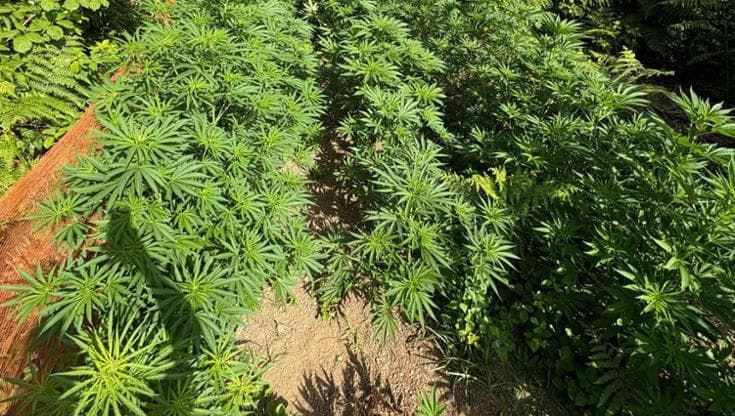 Castellammare, scoperte tra i boschi 100 piante di marijuana: scatta il sequestro