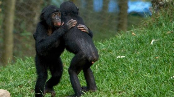 L'innata gentilezza dei bonobo: sono altruisti anche con gli sconosciuti