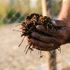 Giornata dell'agricoltura: l'intelligenza artificiale (con l'etica) salverà la terra