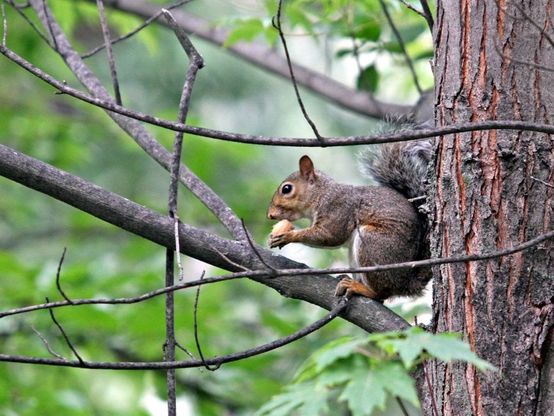 Gli scoiattoli grigi nei parchi di Milano, allarme del Wwf: "Fermiamoli o sarà invasione"