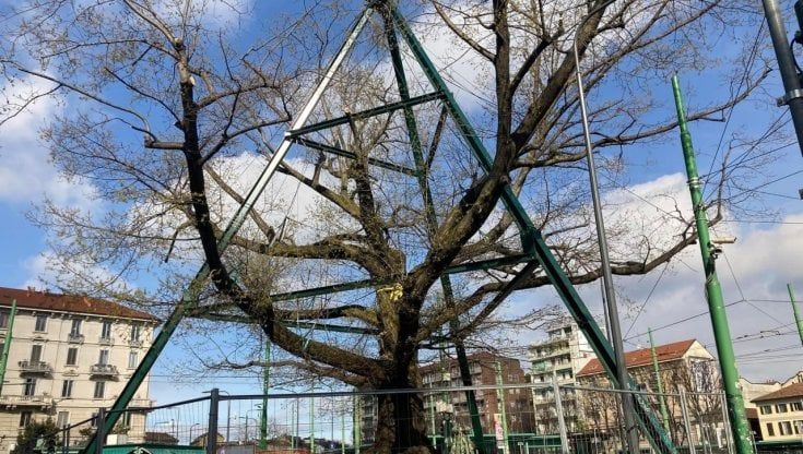 Piazza XXIV Maggio, la quercia è 'ferita'. Gli esperti: “Interventi possono tenerla in vita ancora per poco"